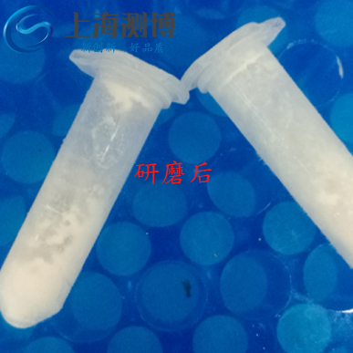 使用多樣品組織研磨儀研磨老鼠血管后是什么效果？